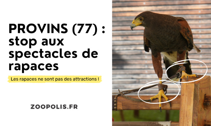 Provins (77) : Stop aux spectacles de rapaces !