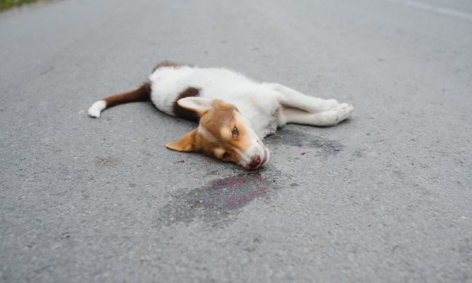 Urgent : Non à l'abattage des chiens errants dans l'Aveyron !