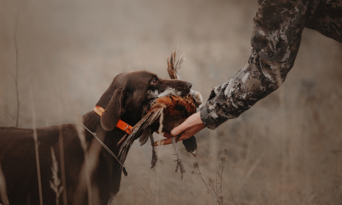 Pour l' interdiction définitive de la chasse en France !