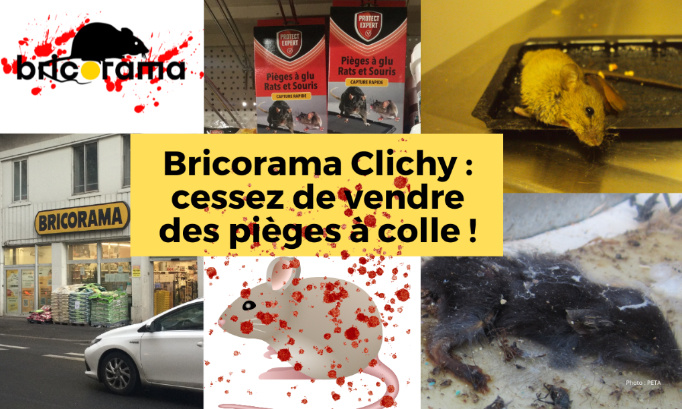 Bricorama Clichy : stop aux pièges à colle !