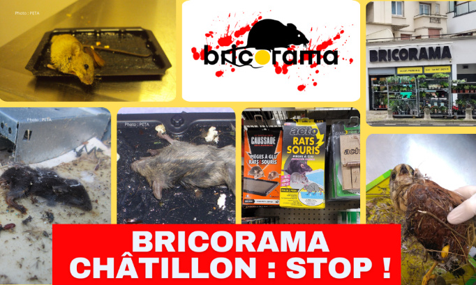 Stop aux pièges à colle Bricorama Châtillon (92) !