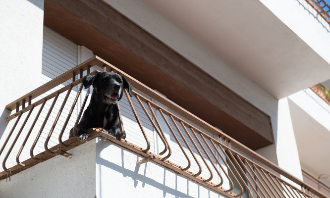 Pour sauver un chien isolé sur un balcon