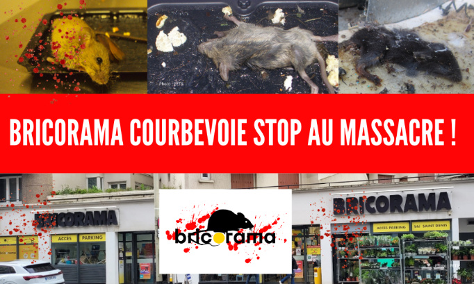 Bricorama Courbevoie : stop aux pièges à colle