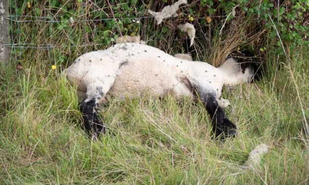 Justice pour le mouton attaché à un but et mis à mort par des enfants et filmé par des adultes !
