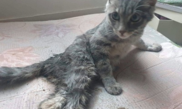 Justice pour Pharel, un petit chaton de 4 mois et demi !