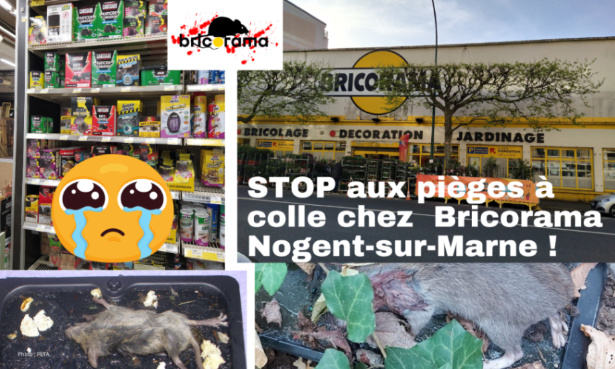 Nogent-sur-Marne (94): stop aux pièges à colle à Bricorama