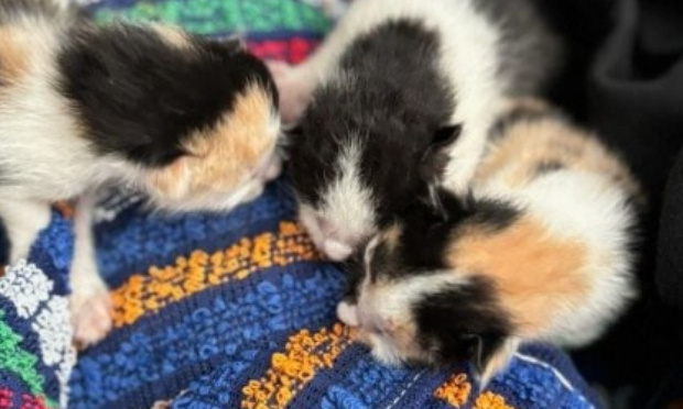 Pour une campagne nationale télévisée pour informer sur la stérilisation des animaux domestiques et responsabiliser les particuliers !