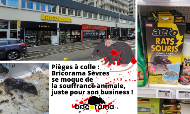 Pièges à colle : Bricorama Sèvres se moque de la souffrance animale.