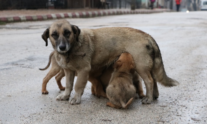 Arrêter le massacre des chiens au Maroc !