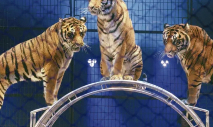 P&eacute;tition pour maintenir les cirques avec les aminaux : un cirque sans animaux n'est pas un cirque !