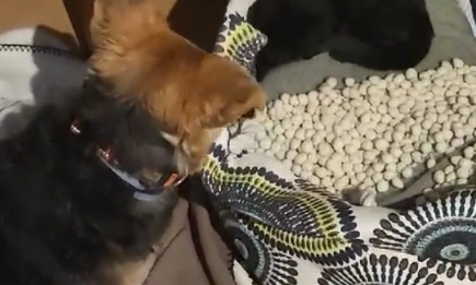 Pour que Dalida reste avec Django!