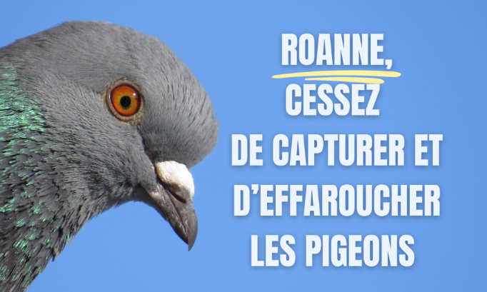 La Mairie de Roanne doit cesser de tuer les pigeons