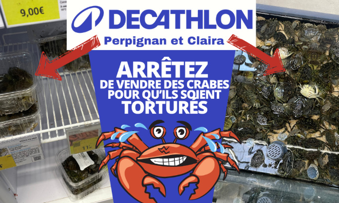 Decathlon Perpignan et Claira : arrêtez de vendre des crabes pour qu’ils soient torturés