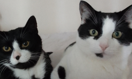 Pour la protection universelle des animaux : mettons fin à la cruauté et à l'abandon !