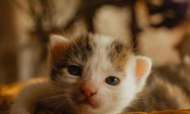 Demander que Annie B&eacute;n&eacute;zech soit sur la liste de M. Delafosse en 2026.