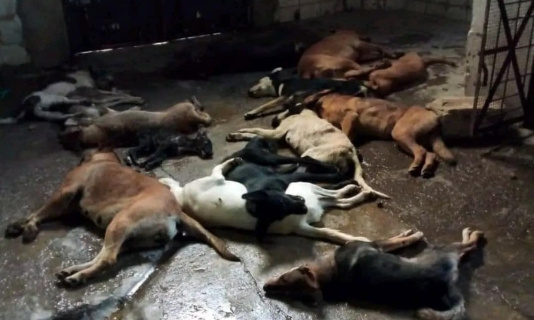 Génocide Canin: Le monstrueux projet du gouvernement pour éliminer les chiens errants qui survivent au Maroc!!