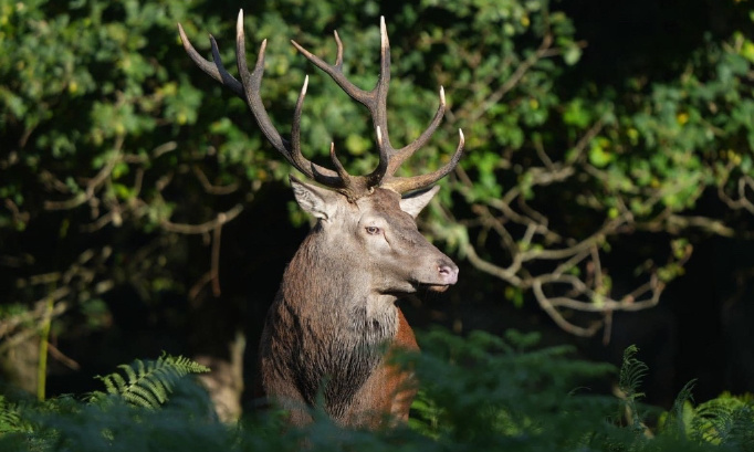 Pour un audit de la gestion ONF en Hauts de France par la Ministre PANNIER-RUNACHER