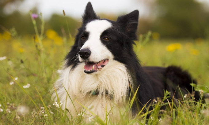 Non a la taxe sur les chiens et chats &hellip;