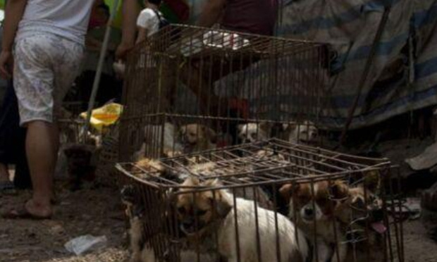 Festival de Yulin : Boycott des produits chinois