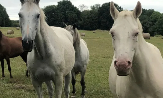 Justice pour Altesse de la Serre