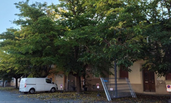 SAUVONS de la COUPE, un alignement de quatre  MURIERS PLATANES de plus de 40 ann&eacute;es d &acirc;ge ,par LA MAIRIE de SAINT AFFRIQUE 12400 et la communaut&eacute; de commune.URGENT Leur compagnons ont &eacute;t&eacute; d&eacute;racin&eacute;s