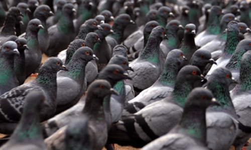 Pigeons Hénin-Beaumont : Stop !