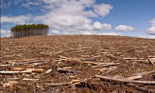 Aidez les arbres, arrêtons la déforestation