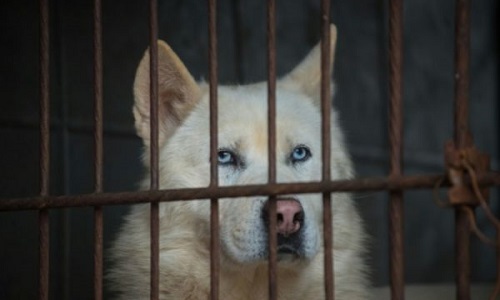 Sauver les chiens : boycott des produits sud Coréens