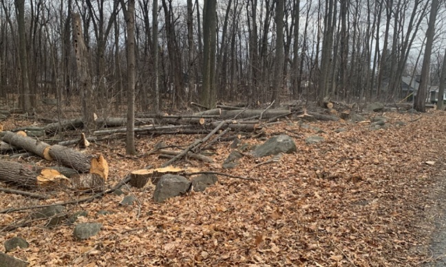 Canada- Hydro- Québec  massacre écologique par l'abatage des arbres de la réserve Molson