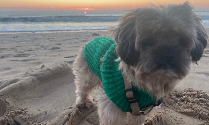 D&eacute;vigation chien dangereux , l'ins&eacute;curit&eacute; de balade pr&egrave;s de chez vous et chez vous ! P&eacute;tition contre le chien, qui n&rsquo;a aucun contr&ocirc;le et a sauvagement tu&eacute; un petit chien sur une propri&eacute;t&eacute; priv&eacute;e