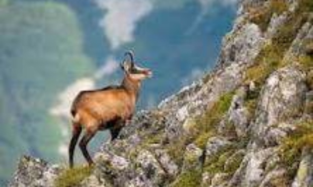 Pas d'abattage de chamois dans le Doubs!