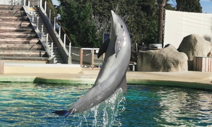 Pour une r&eacute;ouverture du parc marineland d entibes au moi de f&eacute;vrier 2025 avec tous les animaux dauphins et otaries et orques et autres c&eacute;tac&eacute;s et autres animaux et un changement de la direction et une nouvelle direction au parc marineland d entibes