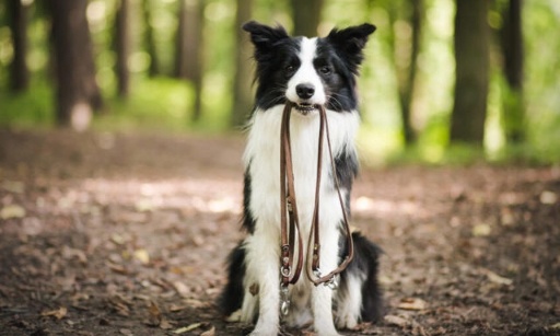 Pour des chiens sans laisse !!