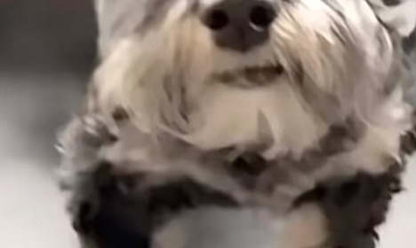 P&eacute;titions pour que benzi fasse du X