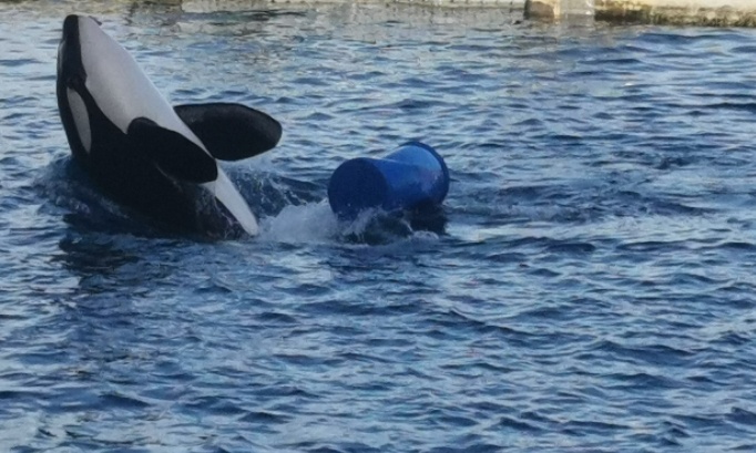 Non au transfert et contre le transfert des orques en Espagne loro parques tenerife ils ne suporterons jamais un tel voyage de 19 heures 48 secondes la direction du parc ne pense pas au bien &ecirc;tres des animaux