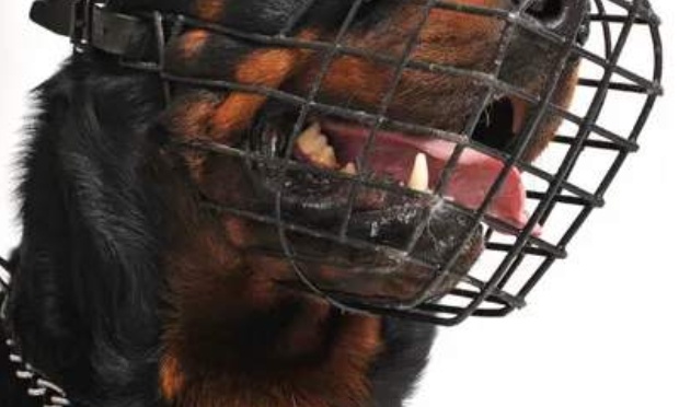 Abolition de l&rsquo;obligation de la museli&egrave;re pour les chiens cat&eacute;goris&eacute;s non agressifs