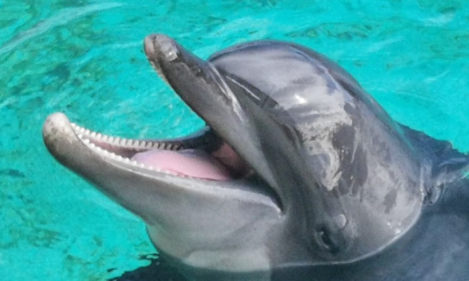 Pour remettre en activit&eacute; le parc marineland antibes avec tous les animaux dauphins et otaries et autres c&eacute;tac&eacute;s et autres animaux du Marineland d entibes pour pr&eacute;server l esp&egrave;ce de la biodiversite