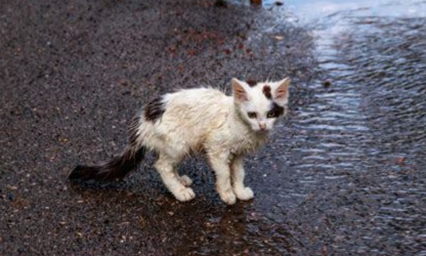 Pourquoi il ne faut pas faire de donations à la SPA