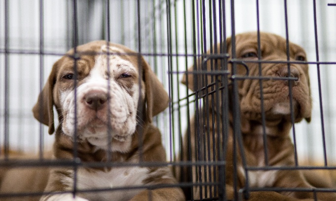 Le boncoin doit mettre fin aux ventes frauduleuses d’animaux déguisées en dons