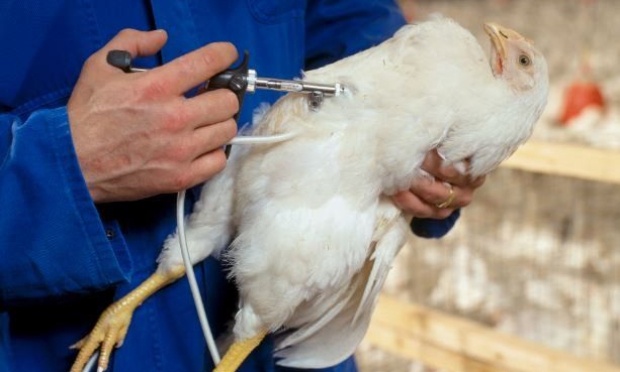 NON À L'UTILISATION DE VACCINS À ARN MESSAGER SUR LES VOLAILLES SANS PREUVES SCIENTIFIQUES ET DÉBAT PUBLIC !