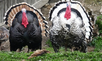 Pour que &ccedil;a s'appelle la boum boom discoloc