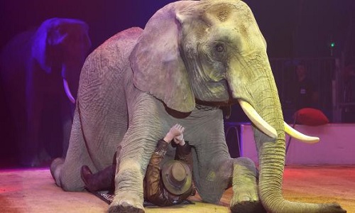 Refusons tous les cirques avec animaux sur notre commune