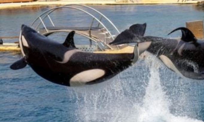 Petition imm&eacute;diate solution introuvable la r&eacute;ouverture du Marineland d antibes immediate nous voulons dauphins orques otaries phoques requins pingouins manchots et requins et autres c&eacute;tac&eacute;s et autres animaux restent en France pas &agrave; l &eacute;tranger