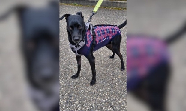 Agression de ma petite chienne Temp&ecirc;te : pour que tous les chiens soient tenus en laisse