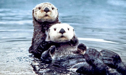 Protection des loutres