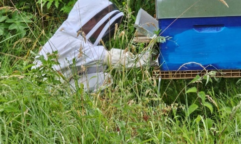 Non &agrave; la fausse abeille noire et l'arr&ecirc;t&eacute; communal qui l'impose pour des int&eacute;r&ecirc;ts particuliers r