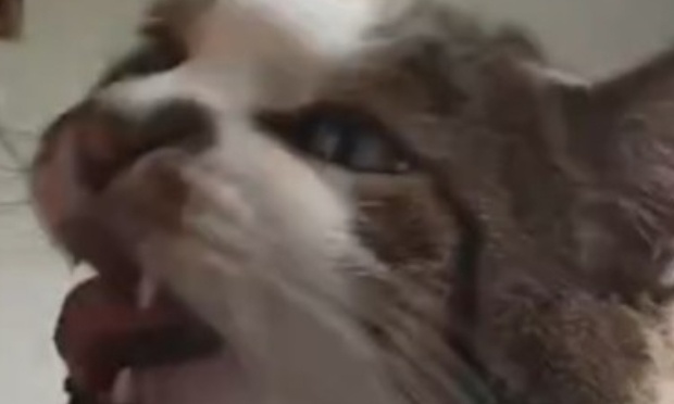 D&Eacute;GAGEONS GRIPPY