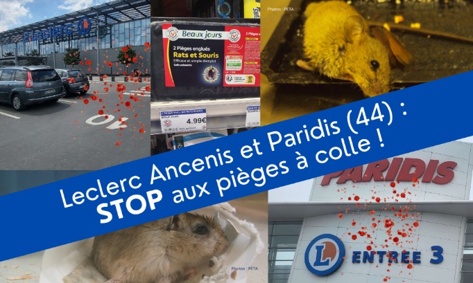 Leclerc Ancenis et Paridis (44), stop aux pièges à colle !