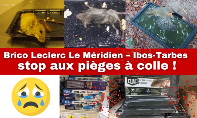 Brico Leclerc Ibos-Tarbes, je vous demande de ne plus vendre de pièges à colle