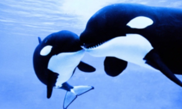 Libérer les orques de Marineland !